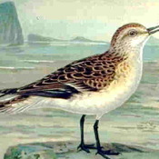 Little Stint